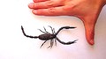 Aimant?: Scorpion Noir Animal, signe du zodiaque magntique?Animaux aimant, dco, cadeau anniversaire, Ide Cadeau